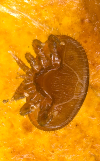 Bauchansicht - Varroamilbe (<i>Varroa destructor</i>)